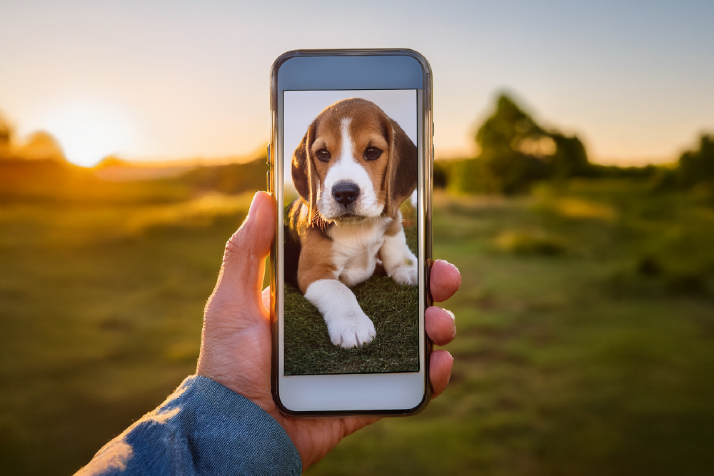 Person holding a smartphone showing a puppy image, representing engaging post formats that appeal to audiences
